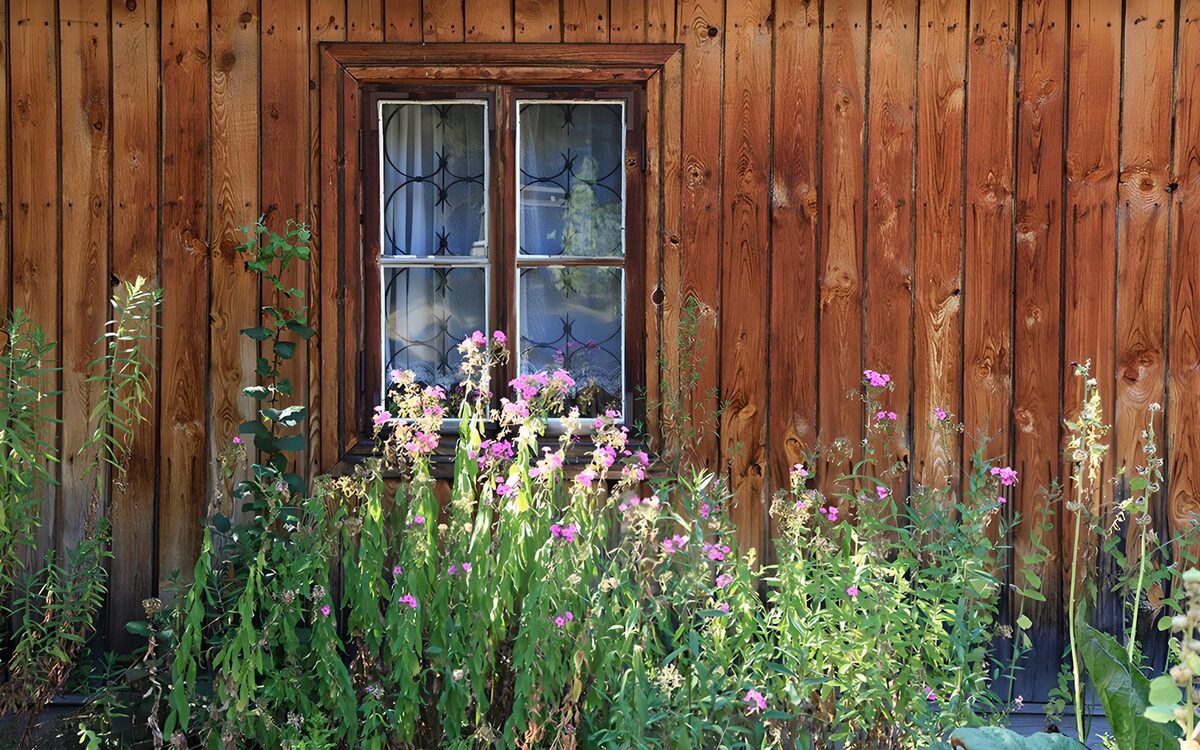 HPDK79708: Blomster foran det slidte trævindue