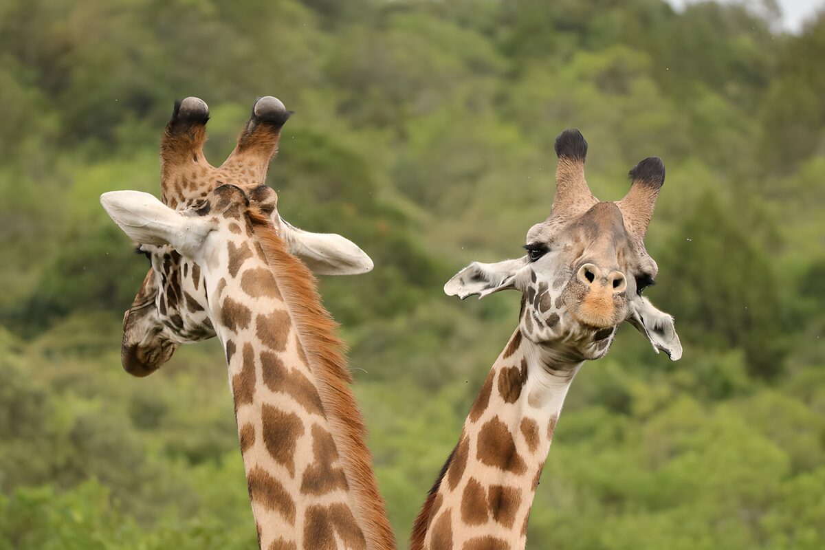 To giraffer med hver sit blik