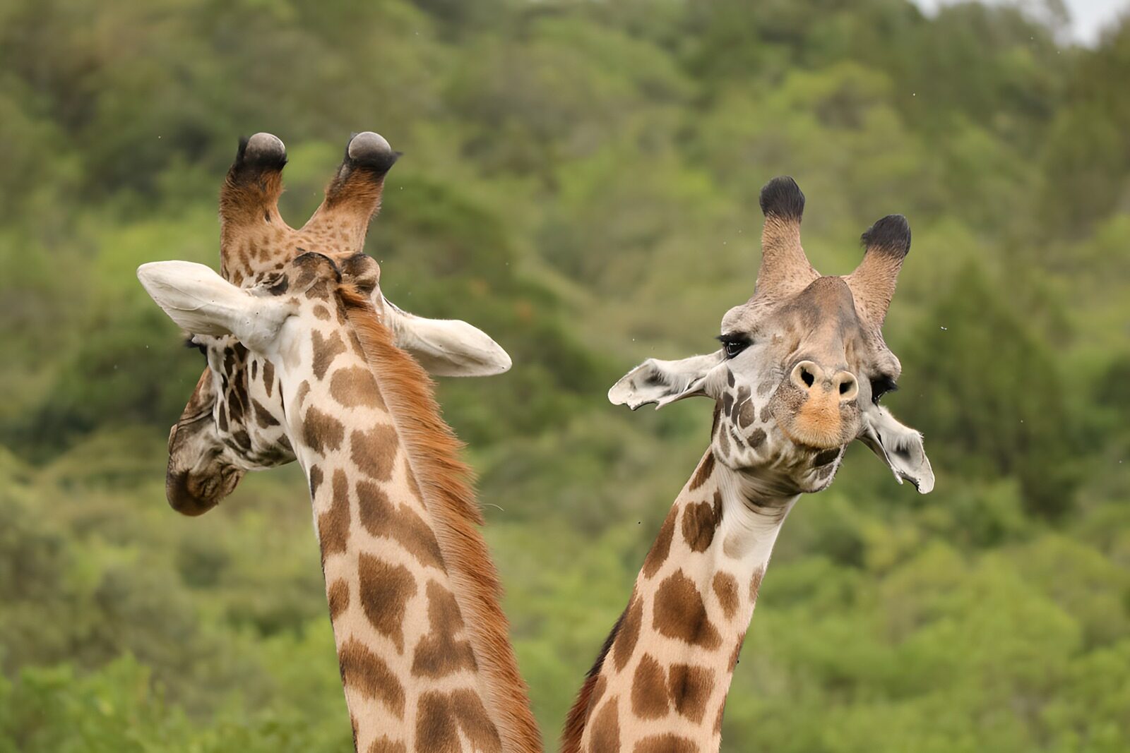HPDK57684: To giraffer med hver sit blik