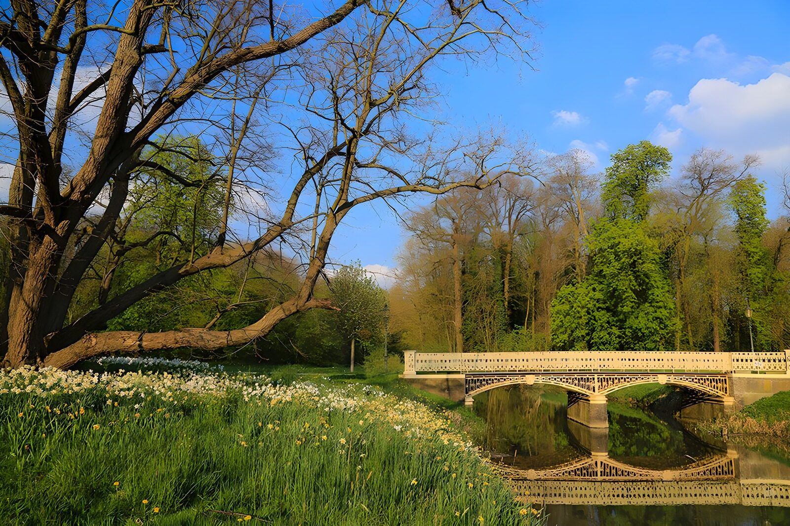 HPDK28850: Lys bro og blomster i forårsparken