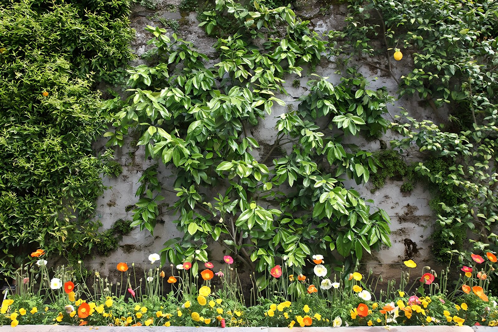 HPDK85913: Farverige blomster langs en grønklædt mur