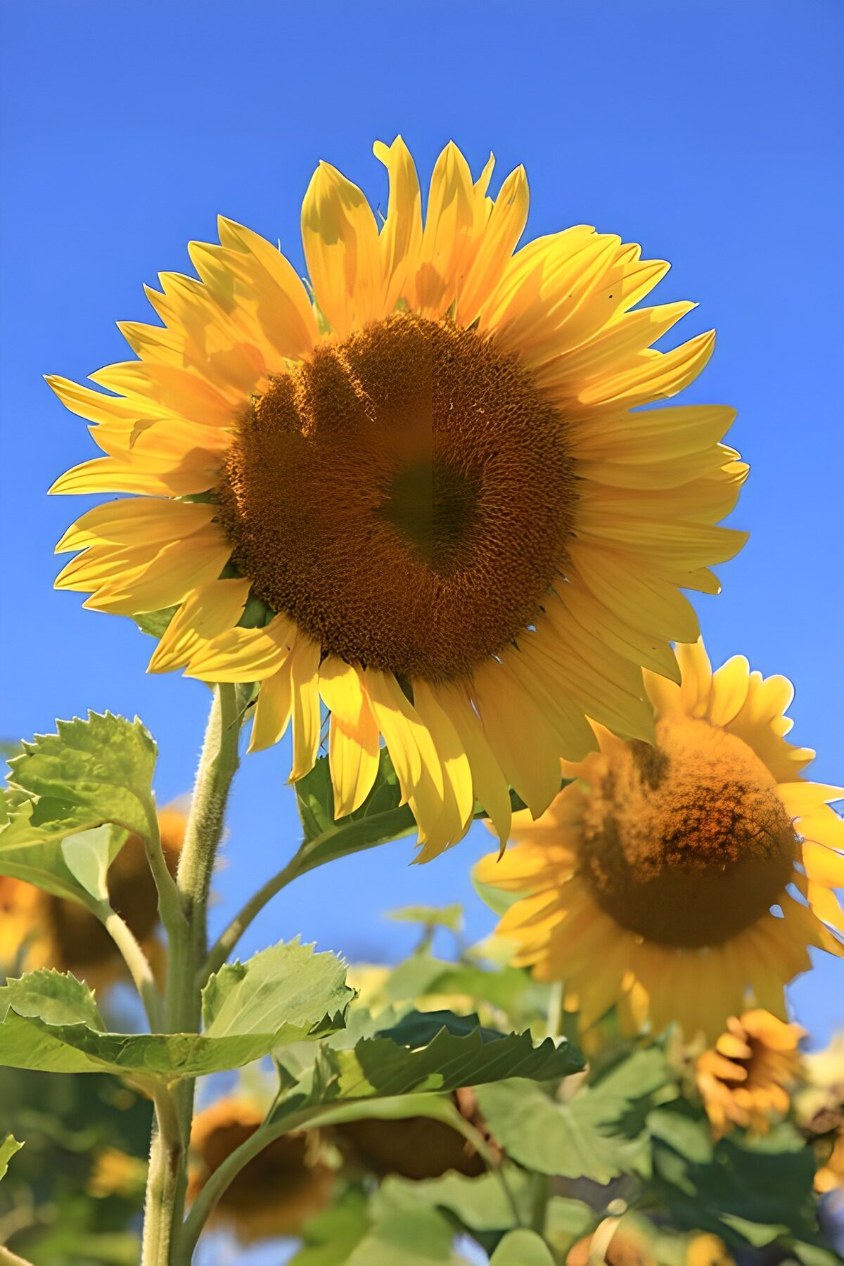 Solsikker i sommerlys mod blå himmel