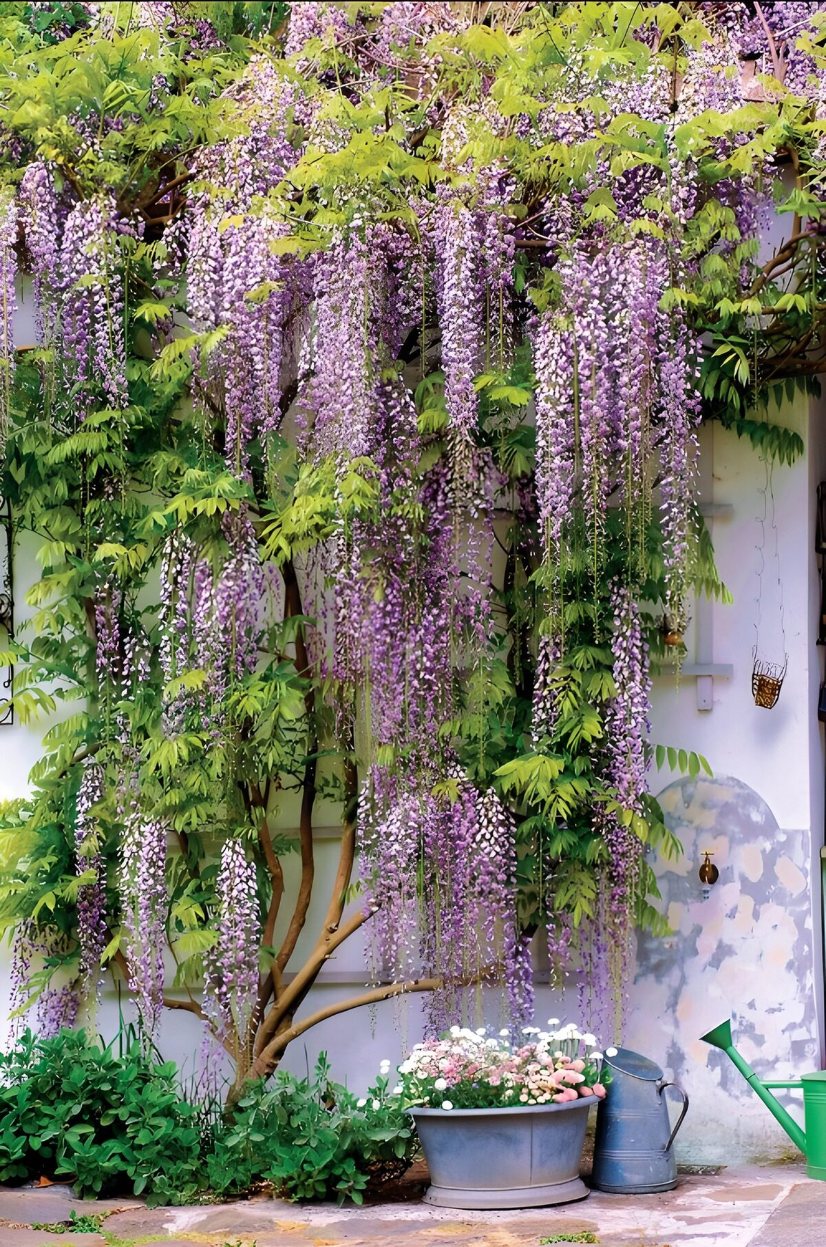 HPDK66743: Blomstrende blåregn langs en hvid mur