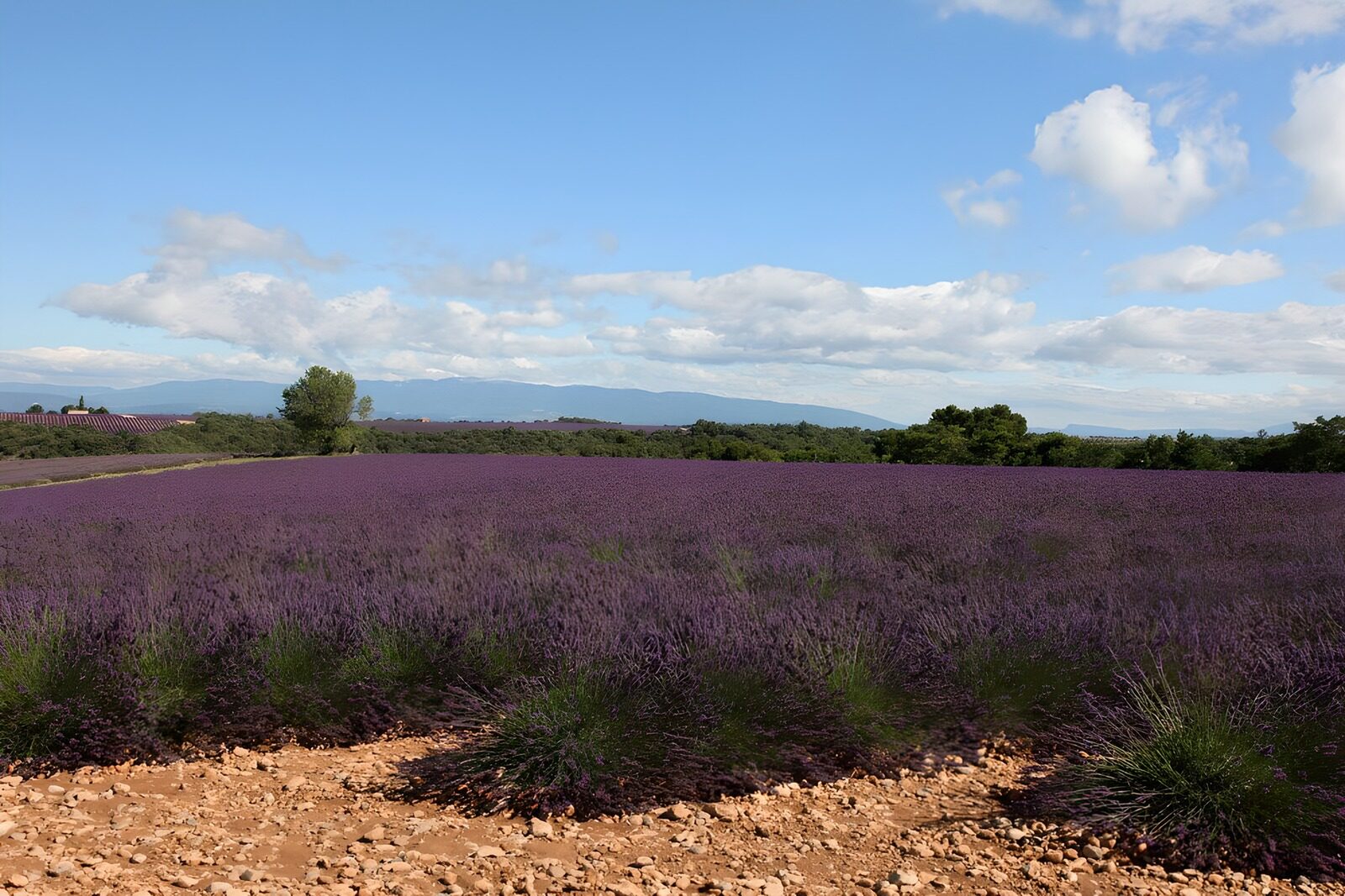 HPDK26080: Et hav af lavendel under drivende skyer