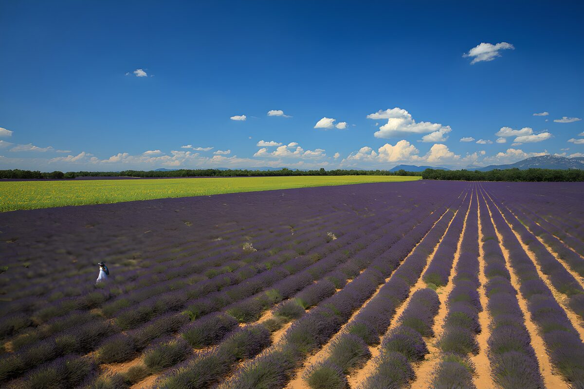 Lavendelrækker under sommerblå himmel
