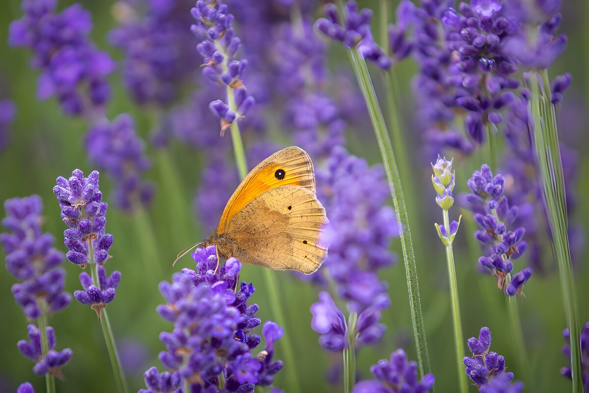 Gul sommerfugl på lavendel i sommerro