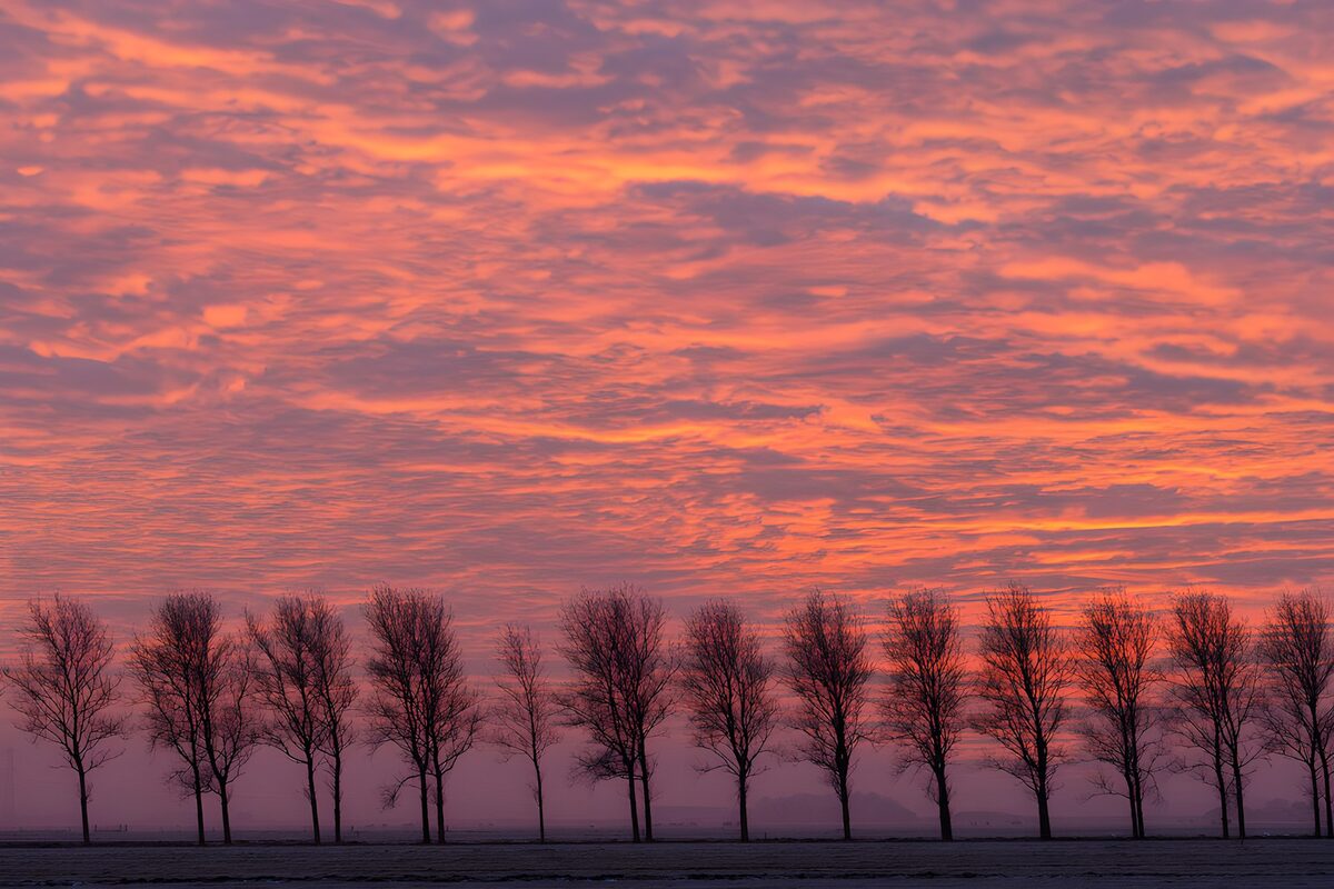 Bladløse træer under en rosa aftenhimmel