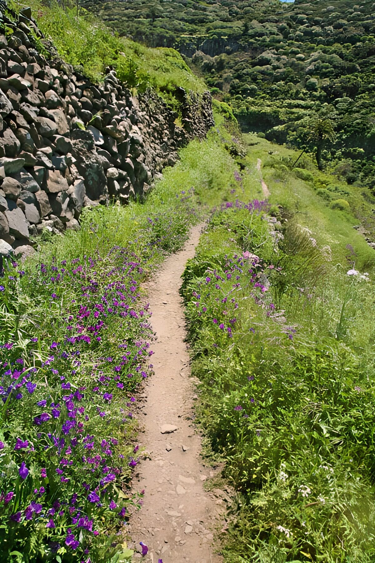 HPDK79481: Smal bjergsti mellem blomster og sten