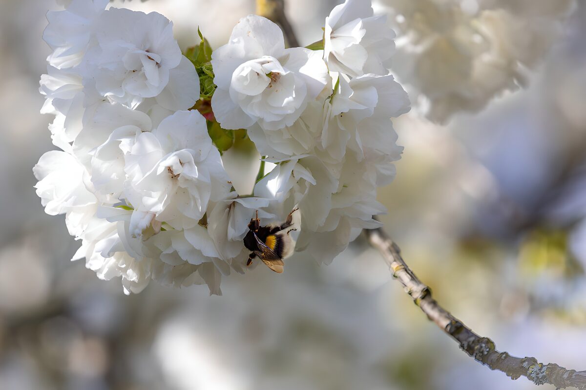 Humlebi i hvide forårsblomster