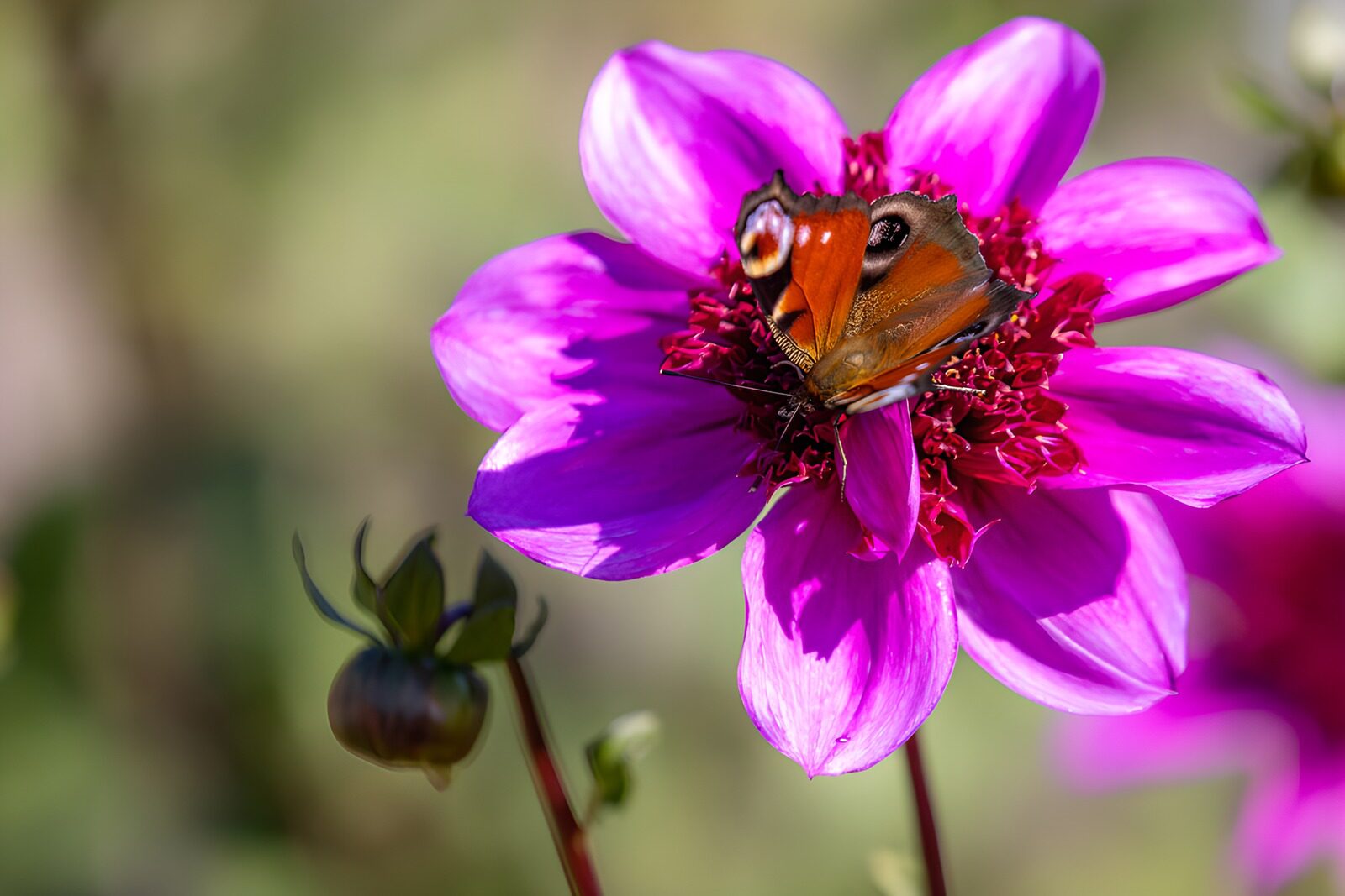 HPDK86752: Dagpåfugleøje på en solbeskinnet blomst