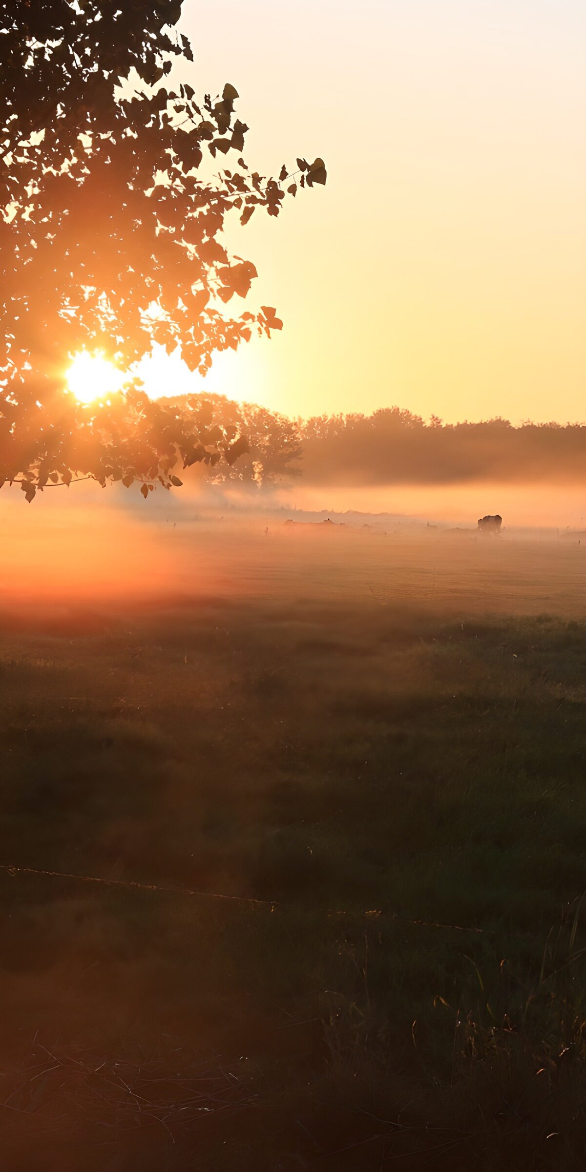 HPDK19250: Morgensol over en diset eng