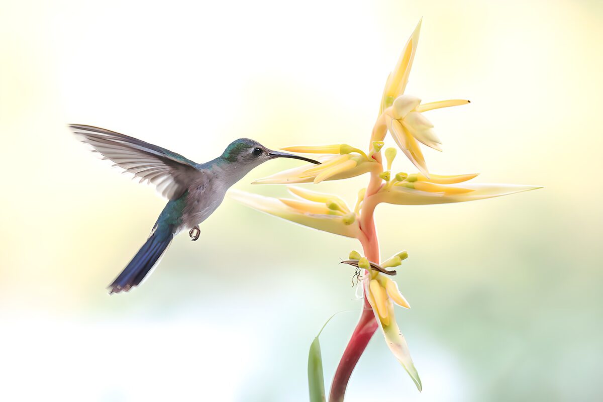 Kolibri i svæv ved lysegule blomster