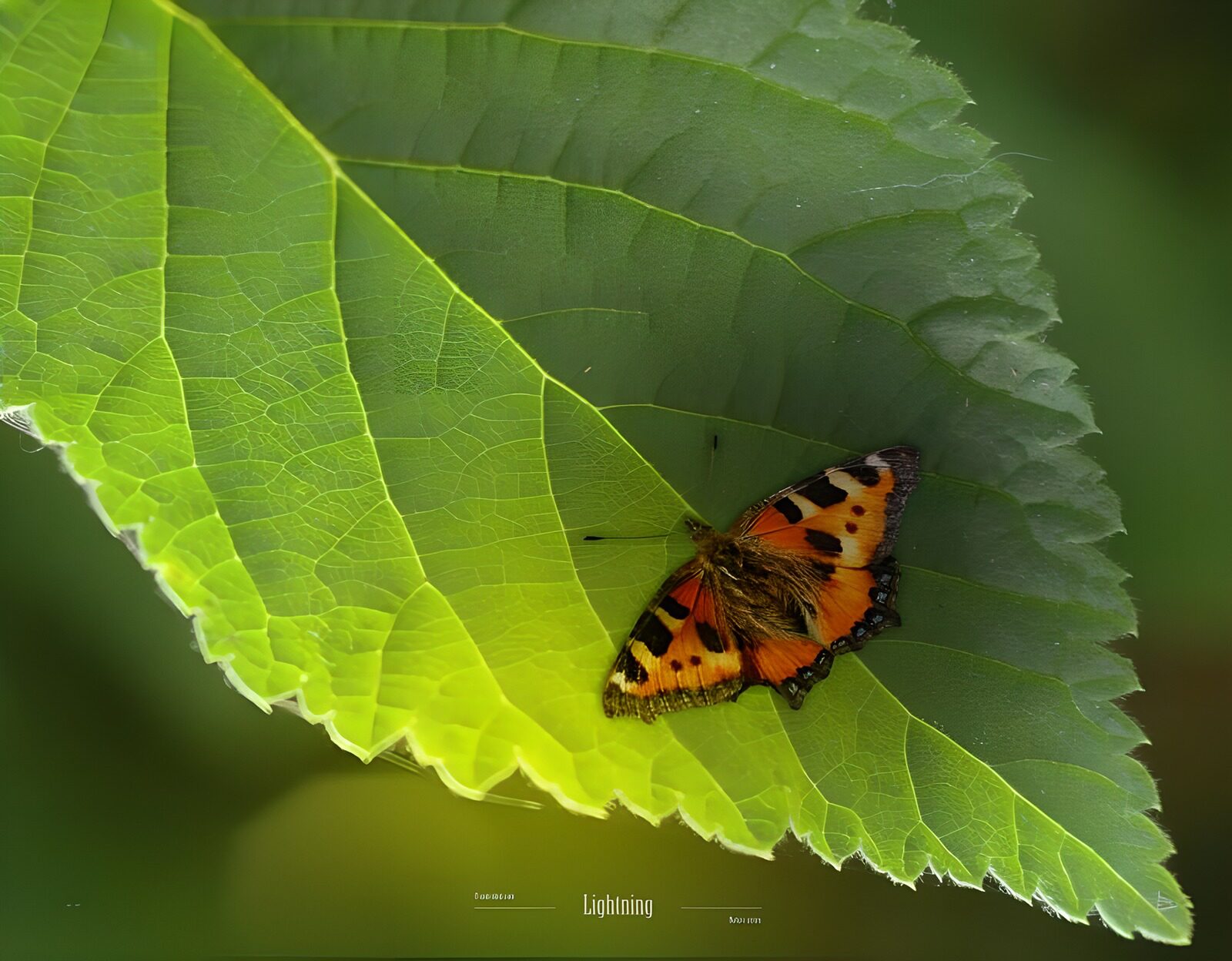 HPDK76786: Orange sommerfugl på et solbelyst blad