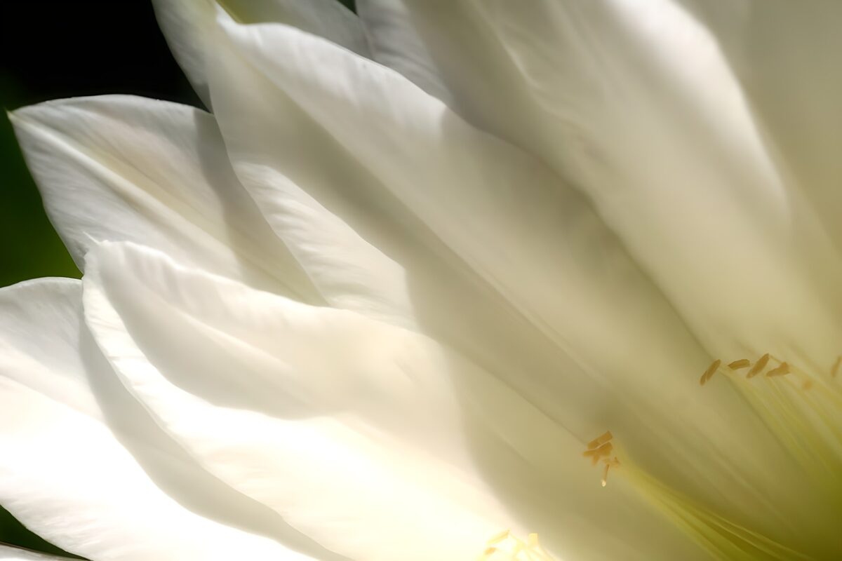 Hvid blomst i lys og skygge