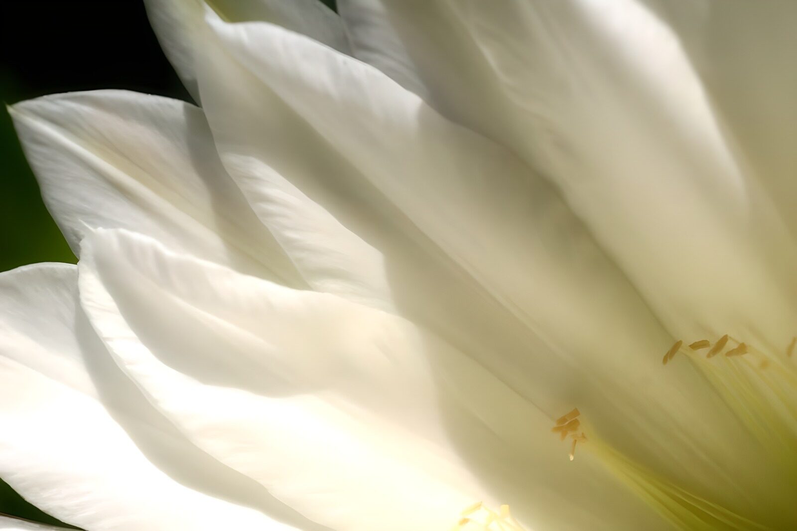 HPDK37130: Hvid blomst i lys og skygge