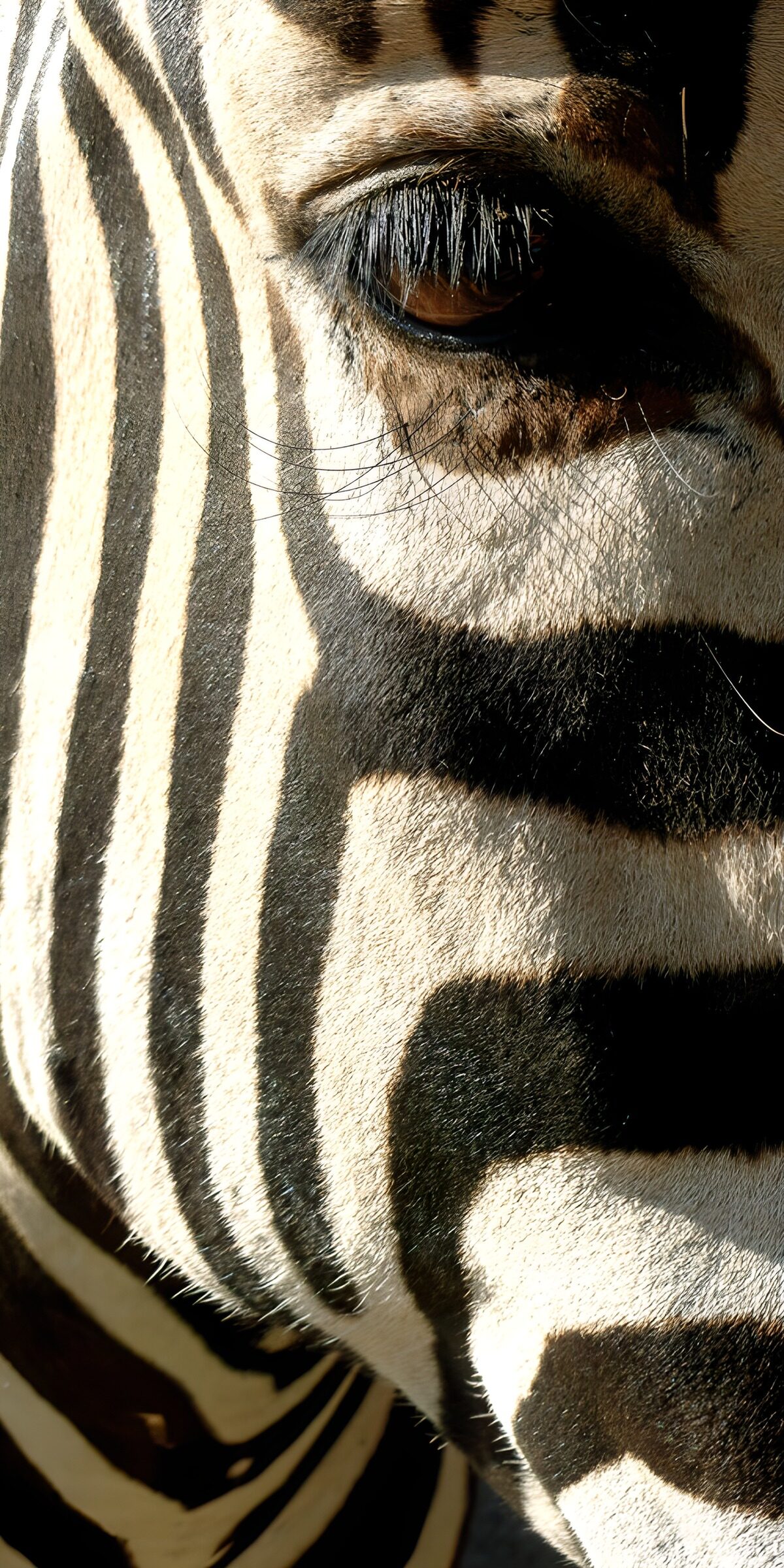HPDK63007: Zebraansigt i skarpt sollys