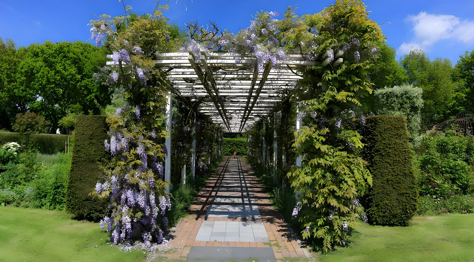 HPDK15647: Pergola med blåregn i forårssol