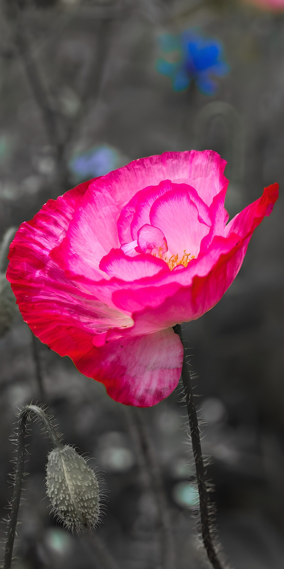 HPDK73610: Rosa valmue med en bøjet knop