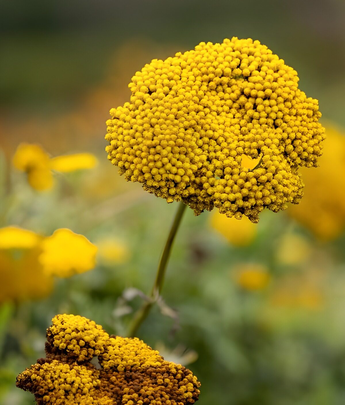 Gule blomster i blødt grønt