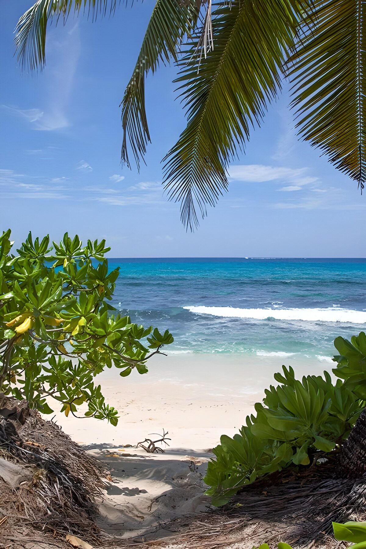Sandsti til stranden under palmerne