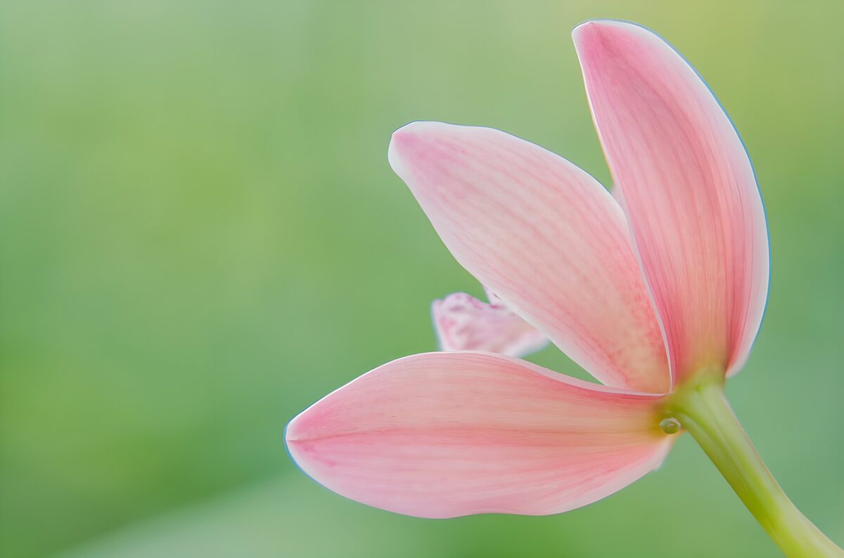 Lyserød blomst set bagfra i blødt lys