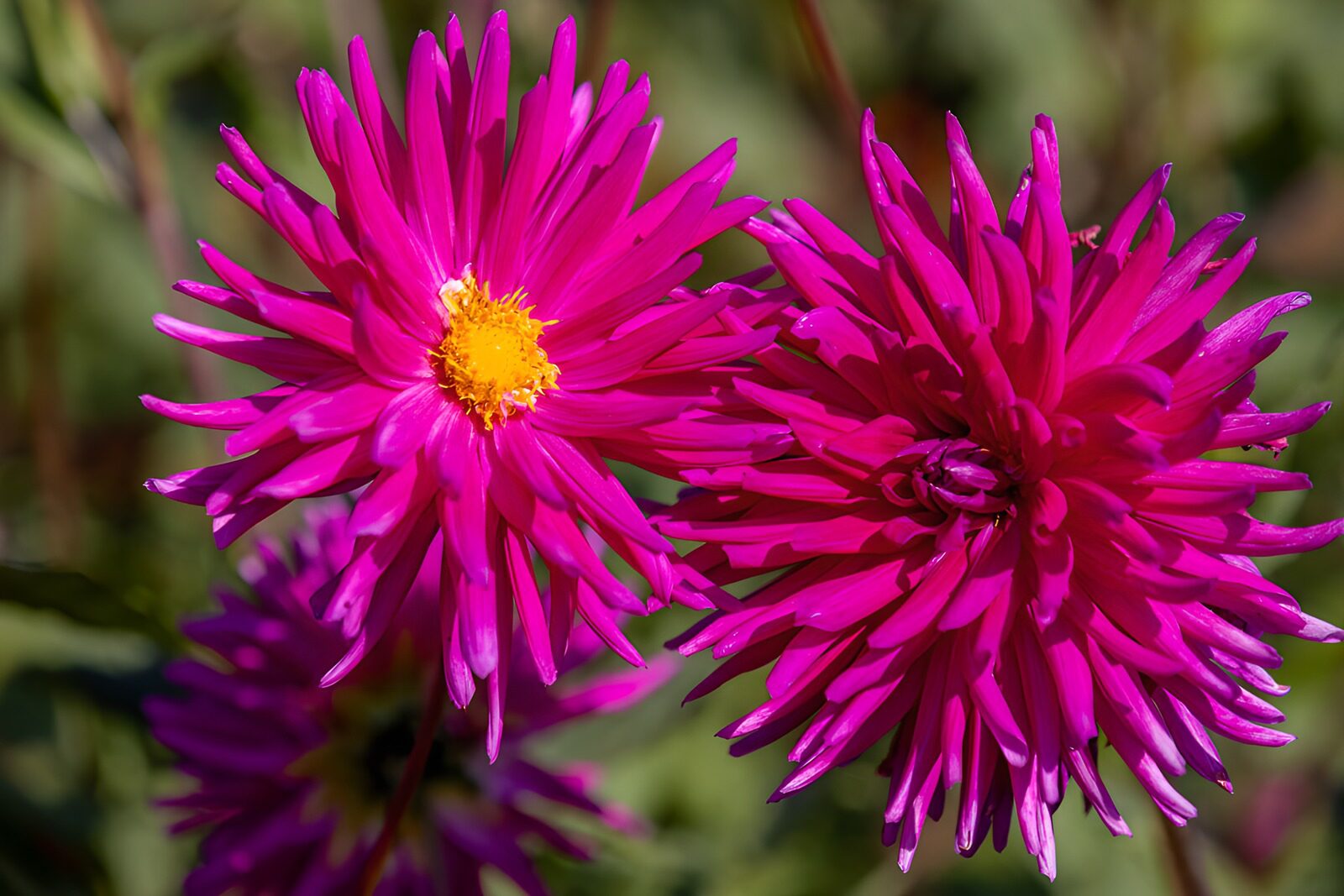 HPDK58198: To pink blomster i sollys