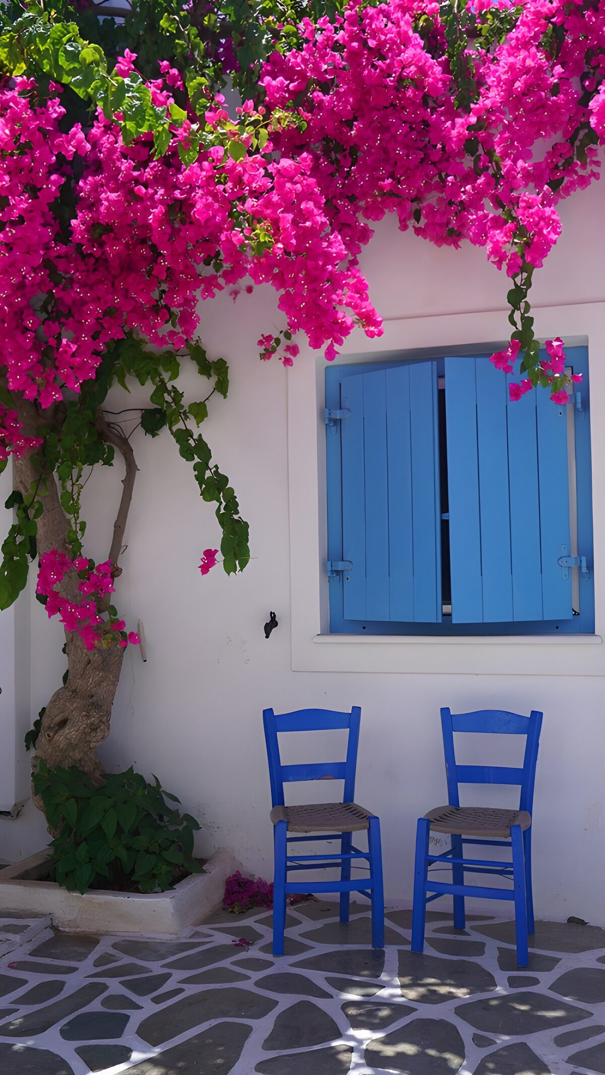 HPDK26776: Blå stole og bougainvillea i solskin