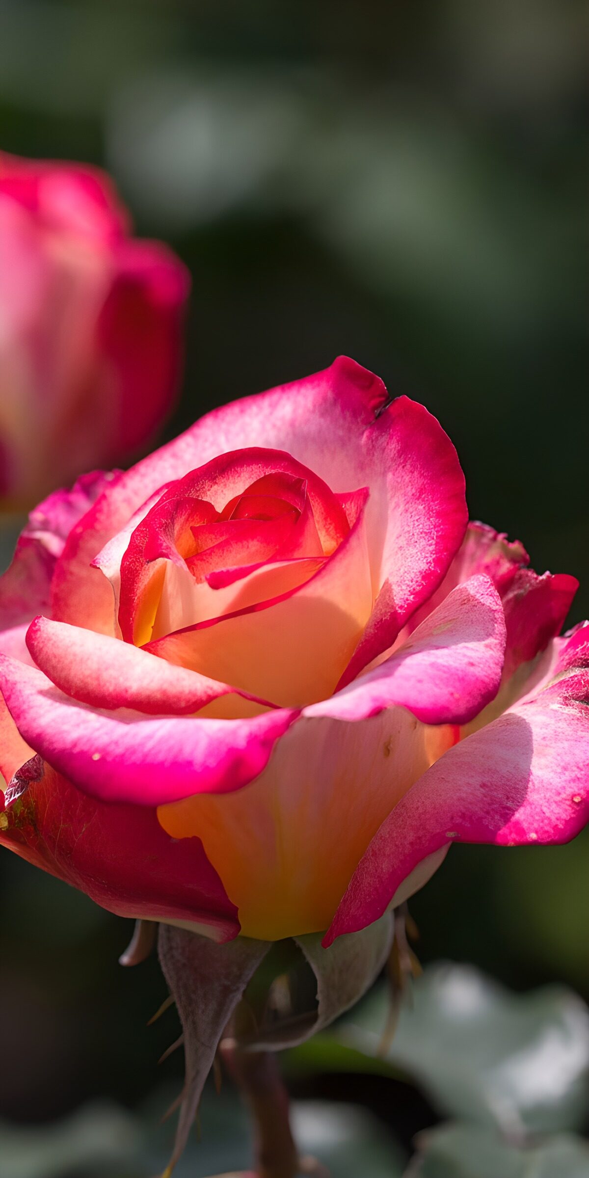 HPDK28504: Gul rose med pink kanter i sollys