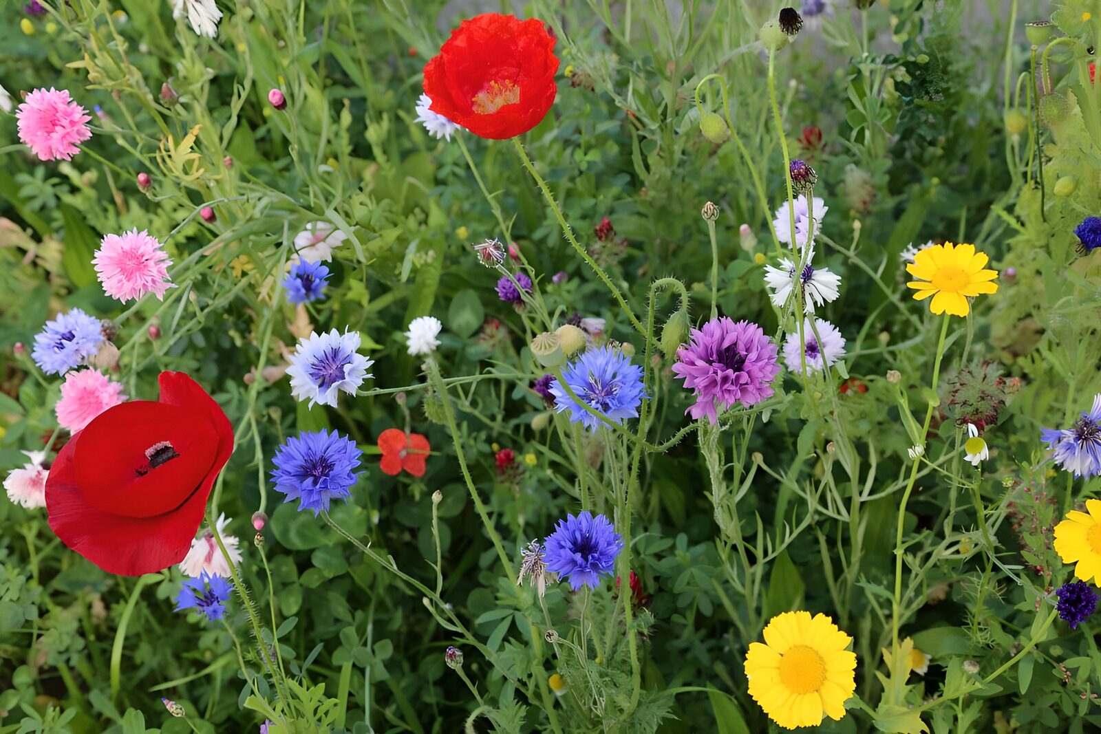 HPDK64494: Valmuer og kornblomster i sommerlys