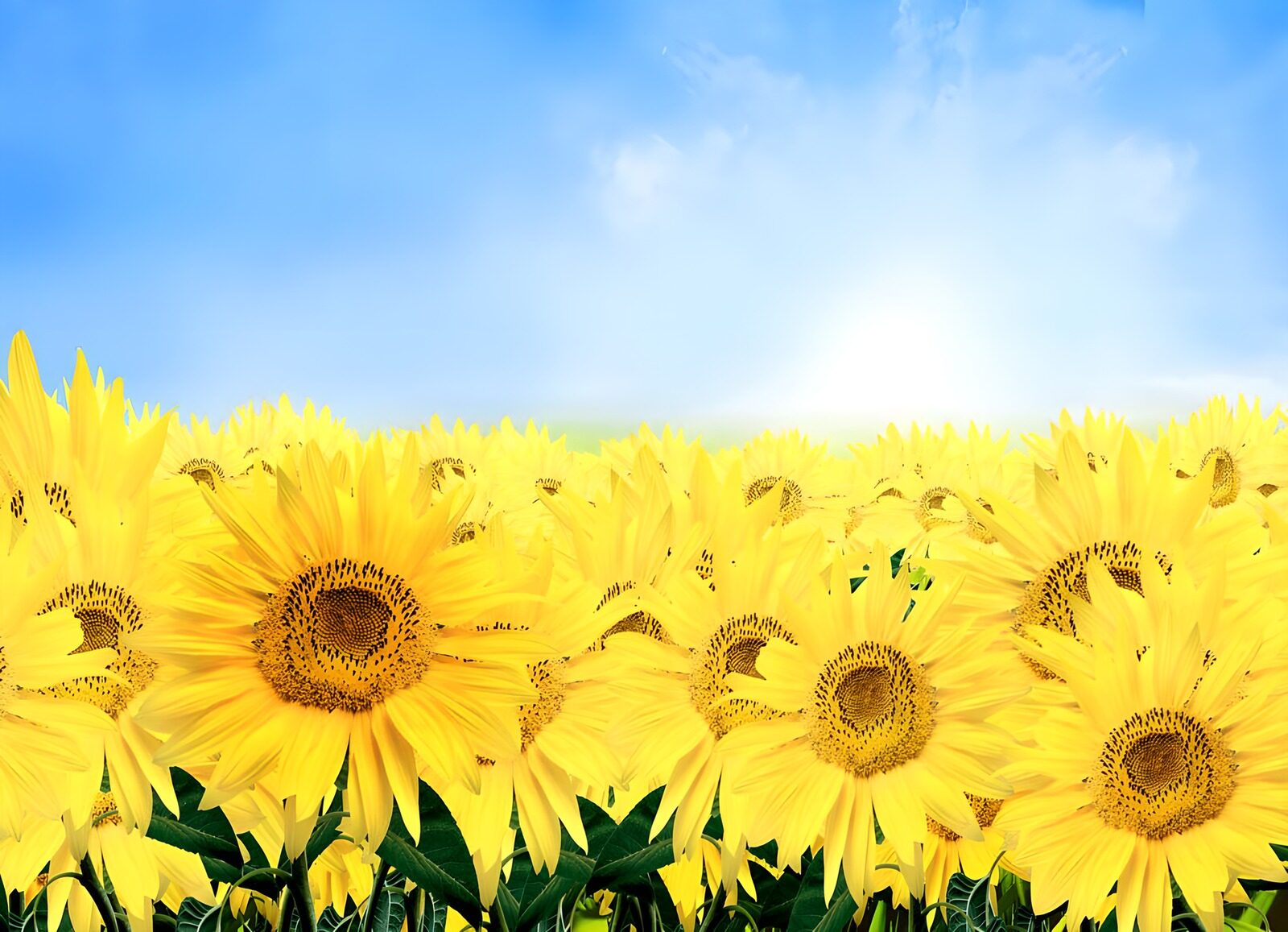 HPDK58402: Solsikkemark under en lys sommerhimmel