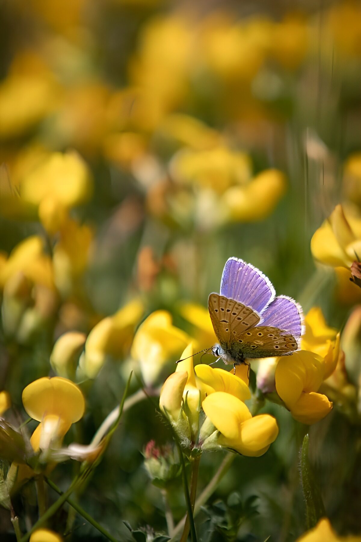 Blå sommerfugl på solgule blomster