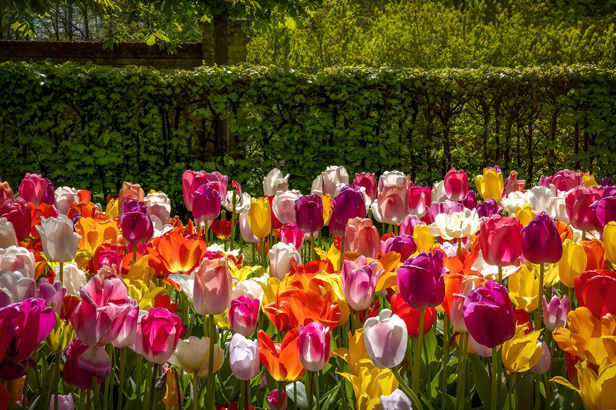 Tulipaner med sol i kronbladene