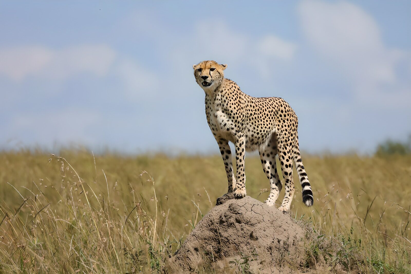 HPDK29724: Gepard på jordhøj med frit udsyn