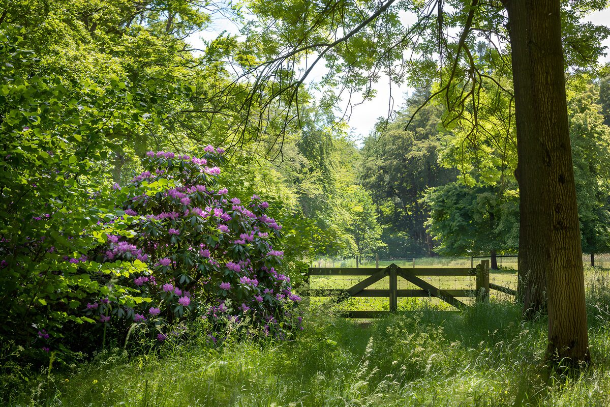 Rhododendron og trælåge i sommersol