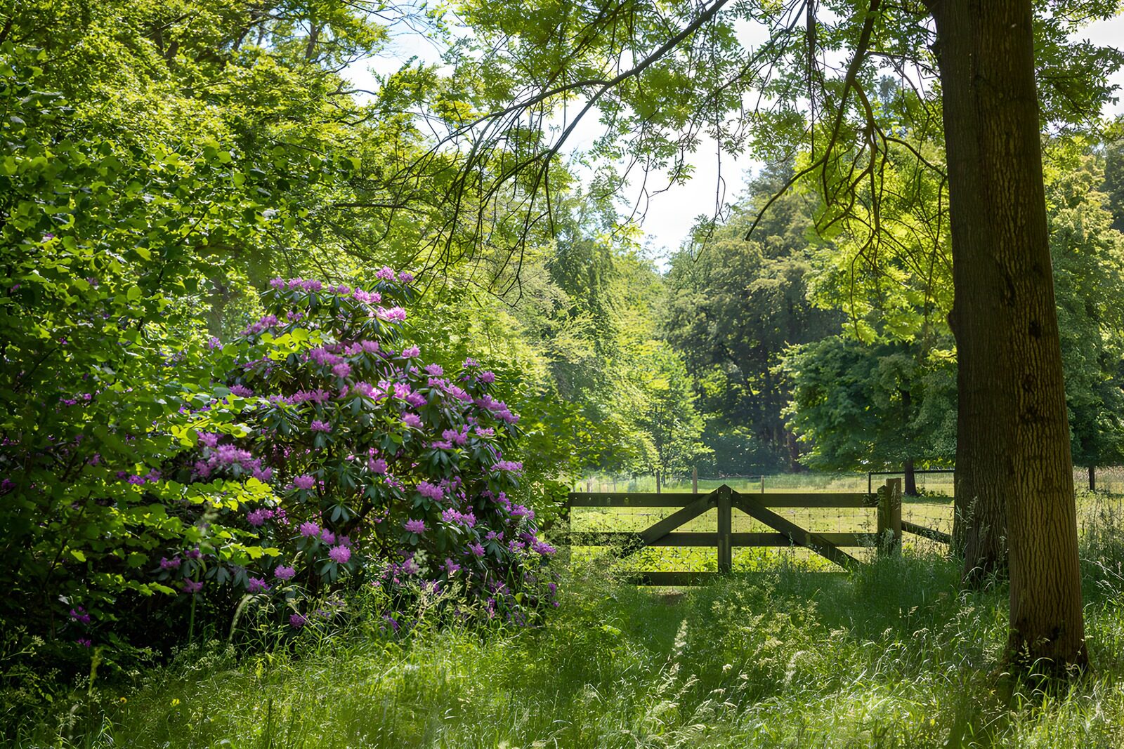 HPDK13624: Rhododendron og trælåge i sommersol