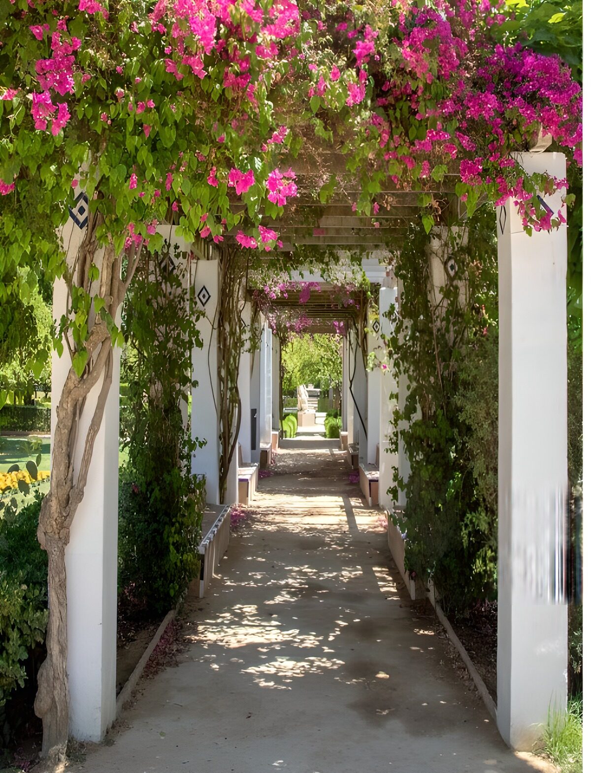Pergola med pink blomster og solstrejf
