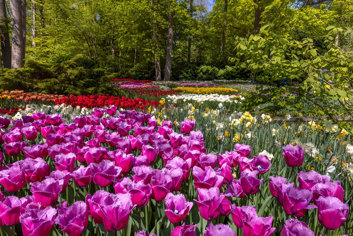 Tulipaner og påskeliljer i forårssol