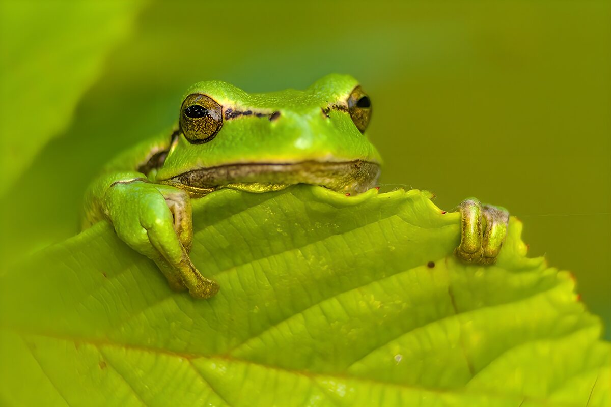 Grøn frø på et blad i varmt lys