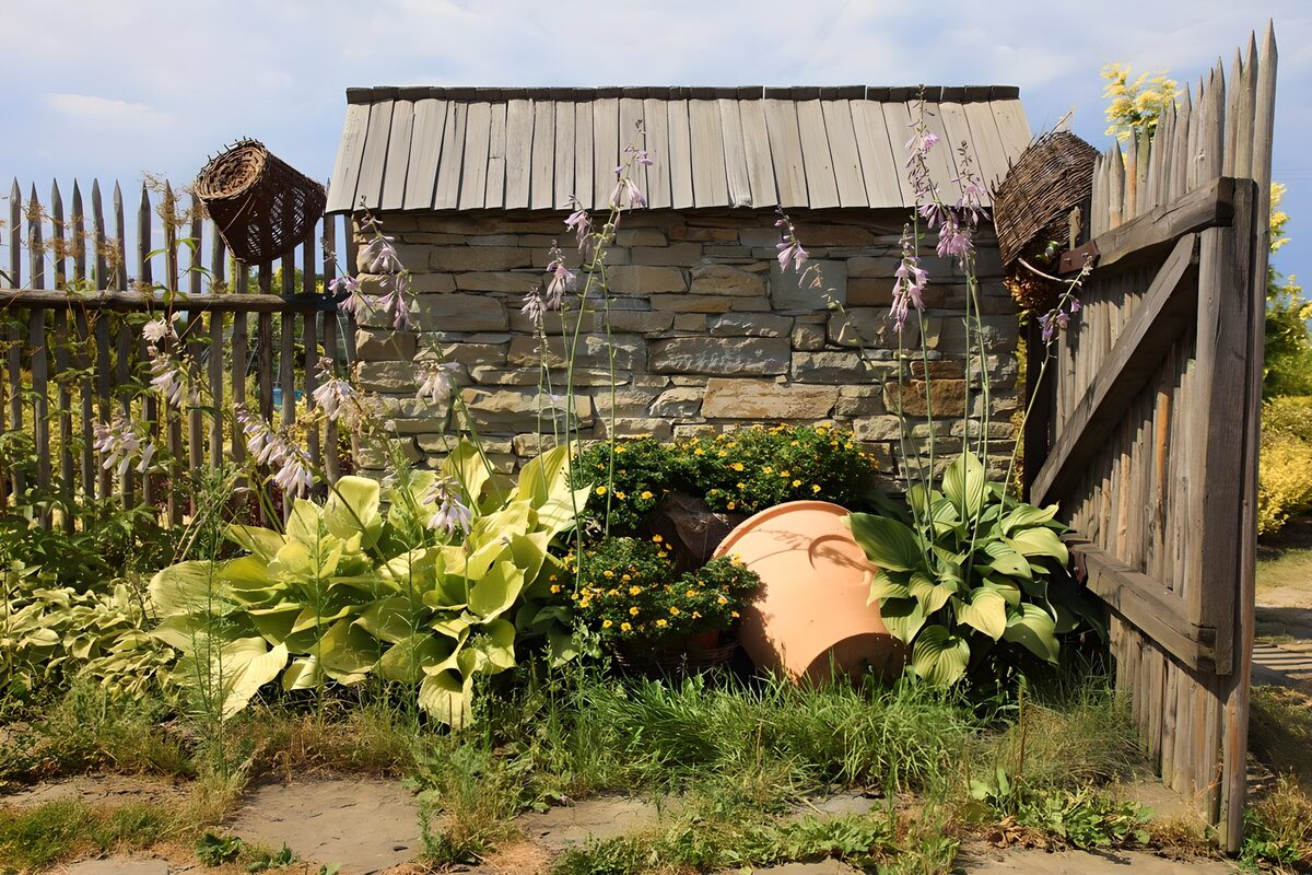 Hosta og blomster i en solrig havekrog