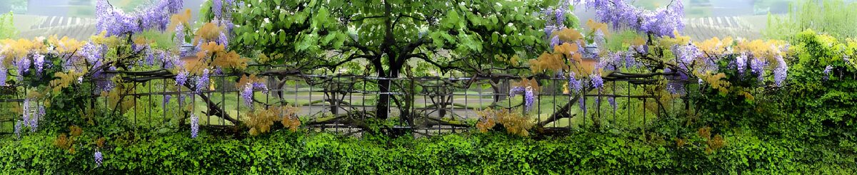 HPDK56007: Blåregn i blomst langs det mørke hegn