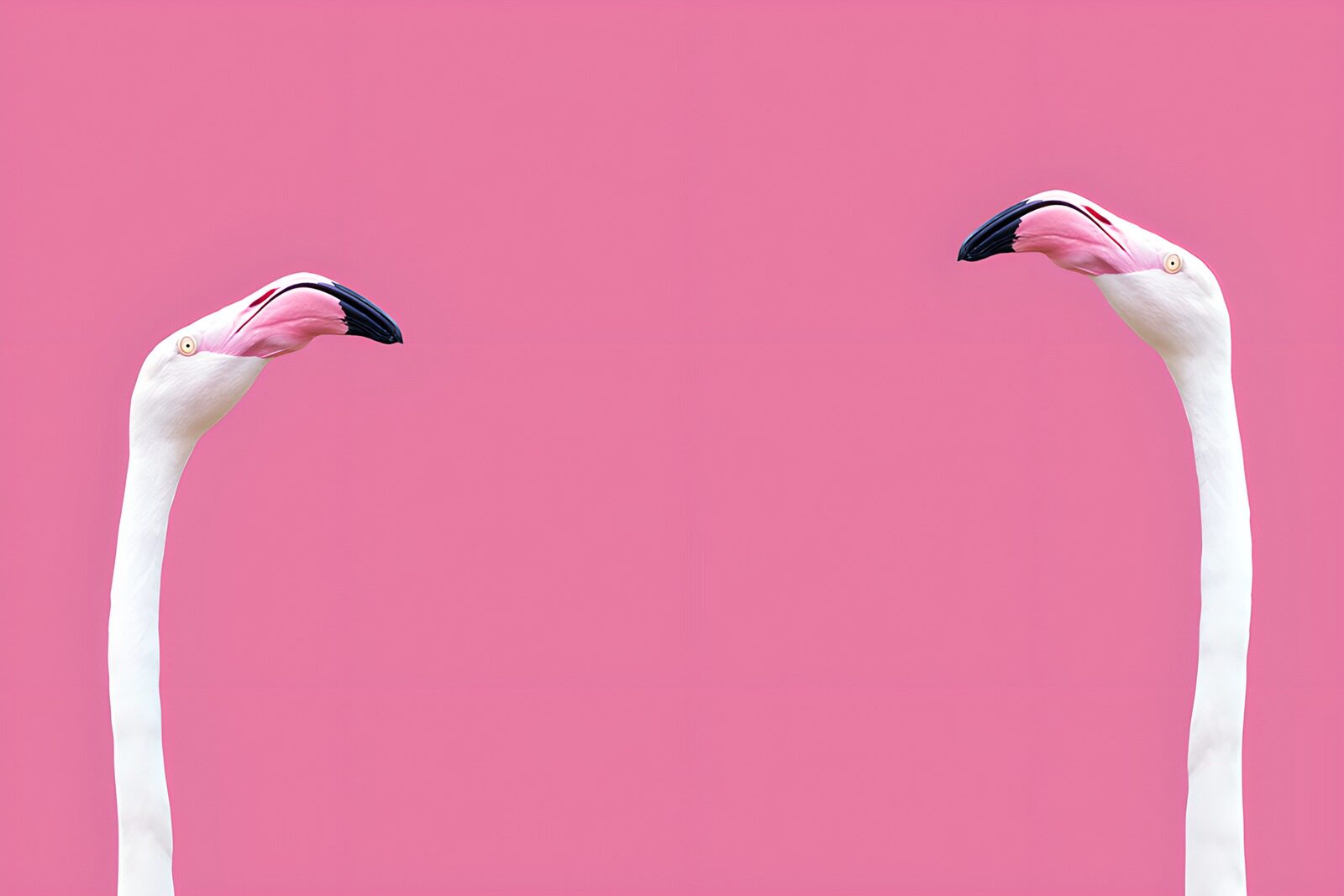 HPDK71134: To flamingoer på lyserød baggrund
