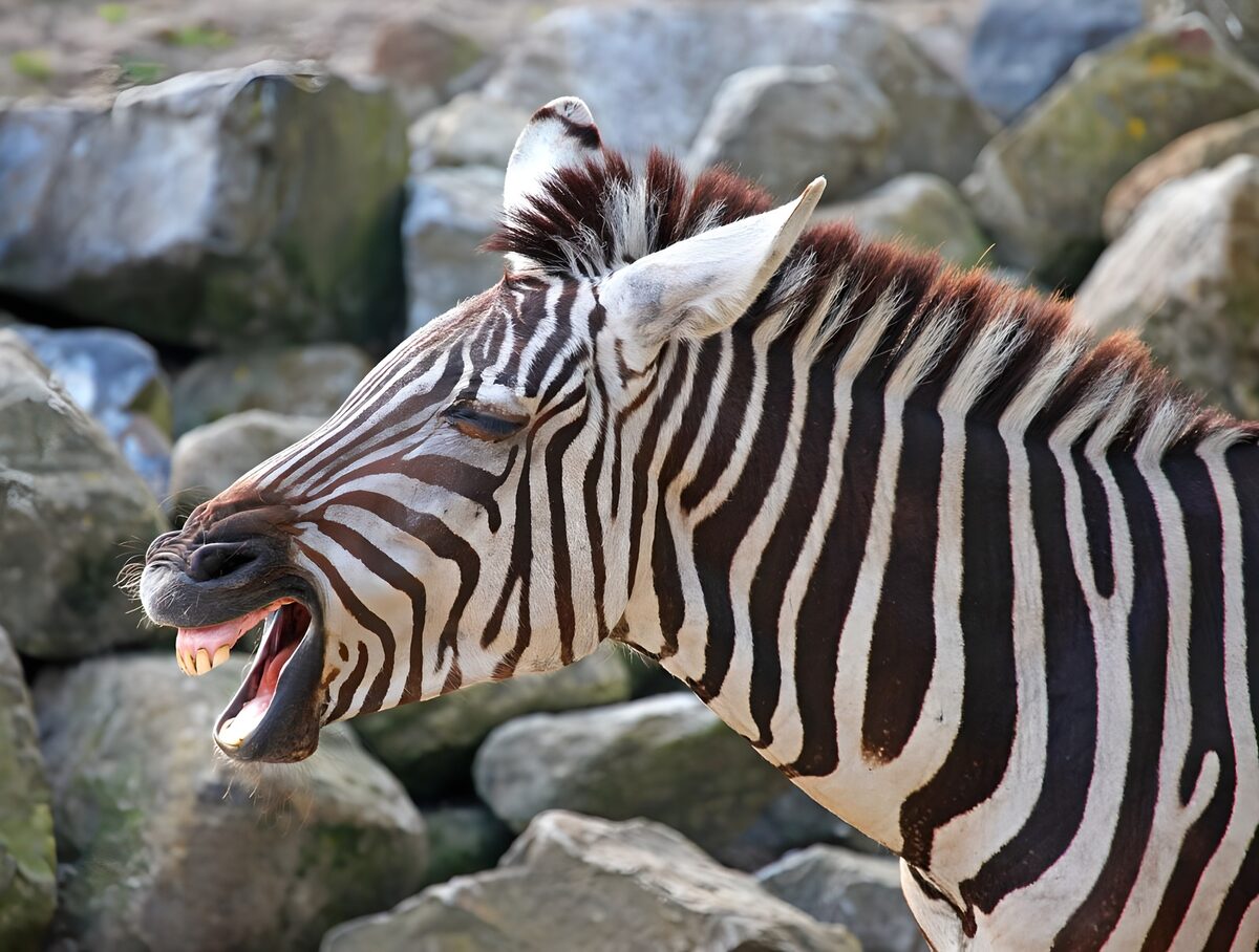 Zebra i profil med åben mund