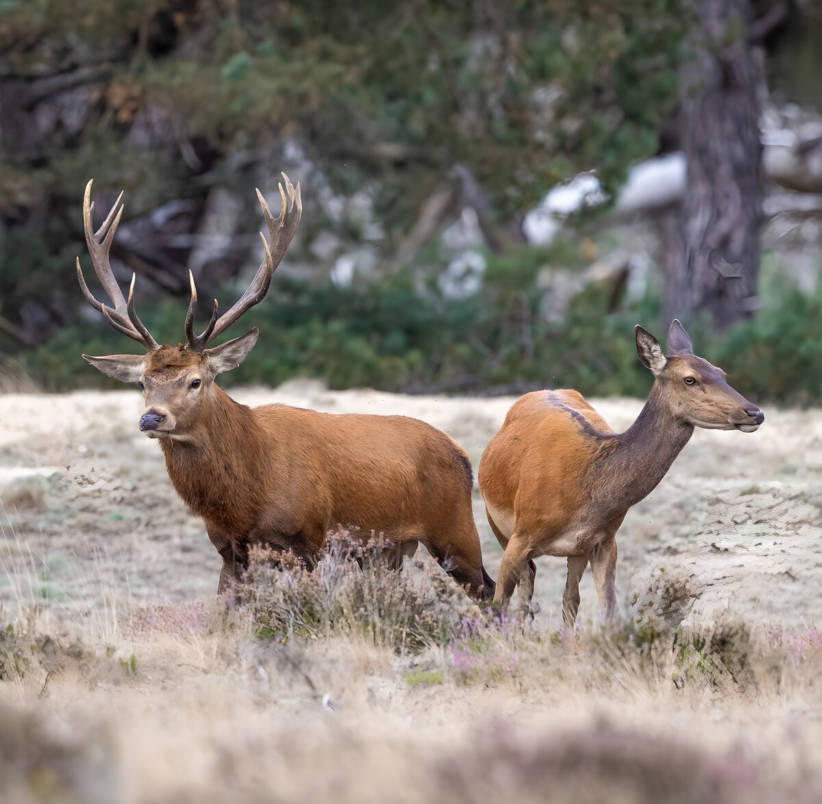 Kronhjort og hind i den stille lysning