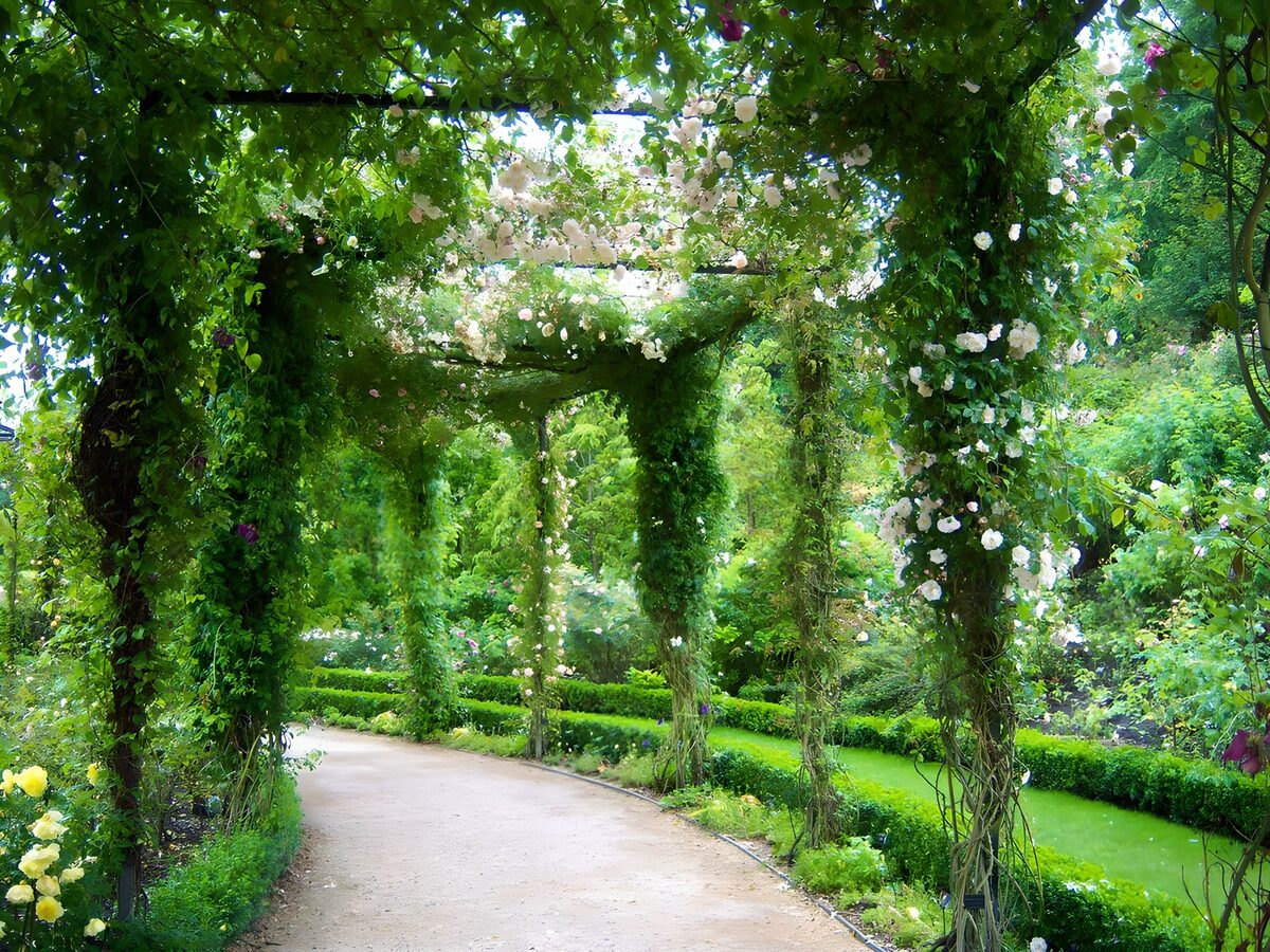 HPDK80263: Havesti under en frodig rosenpergola