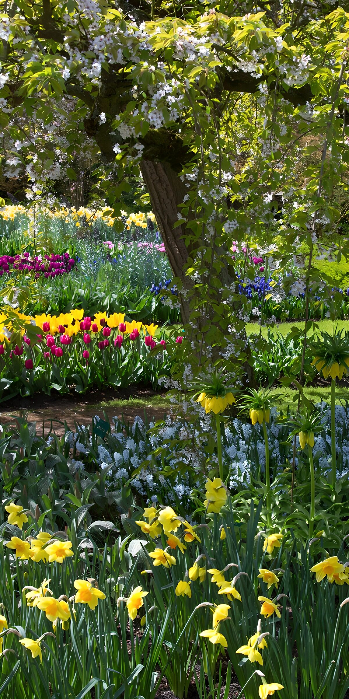 HPDK88214: Gult forår under hvide blomsterskyer