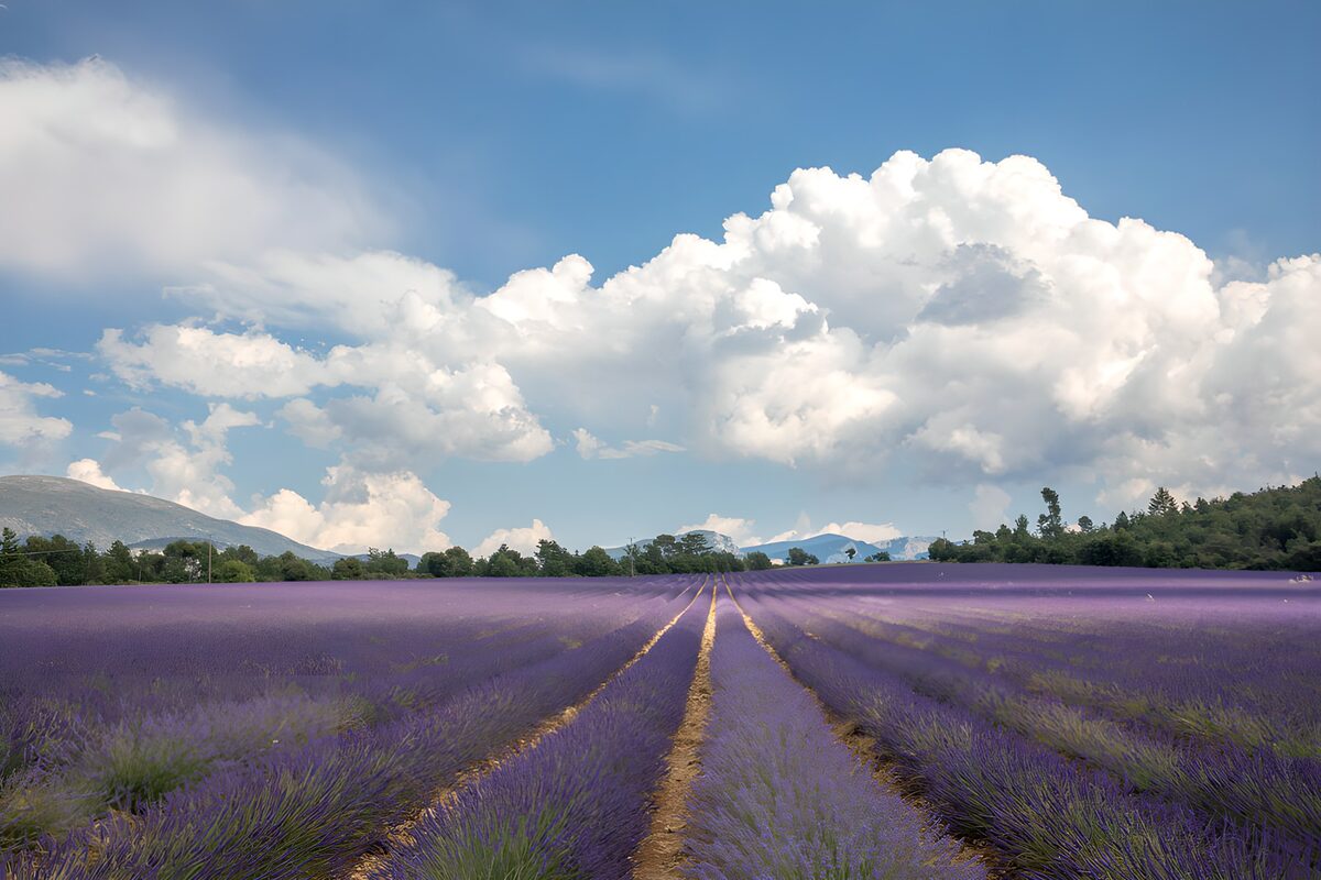 Lavendelrækker på vej mod himlen