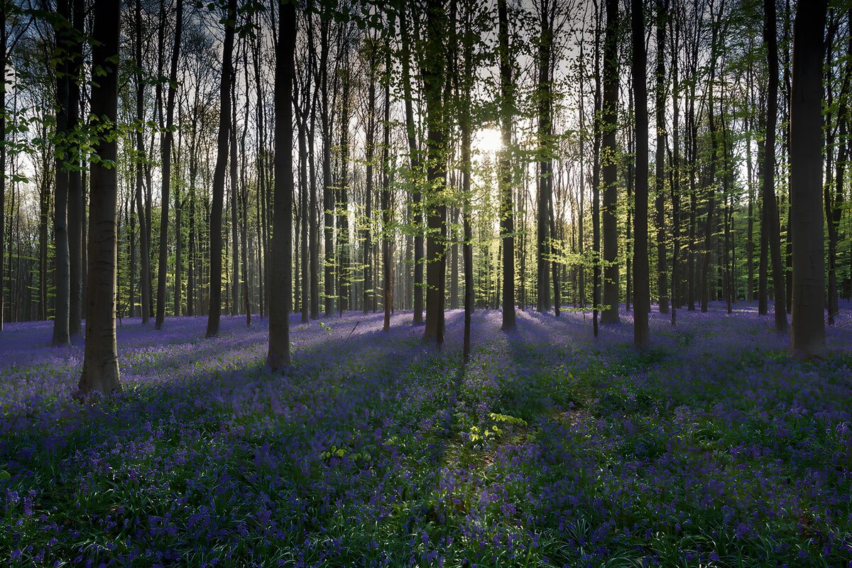 HPDK88612: Blå blomster i skovens forårslys