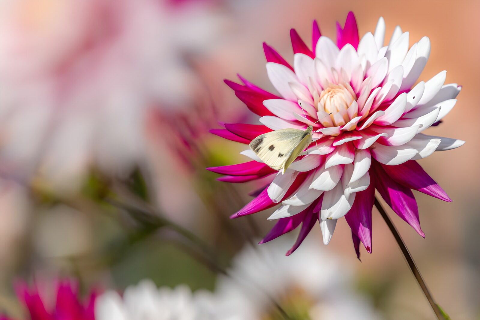 HPDK55907: Sommerfugl på rosa dahlia i blødt lys