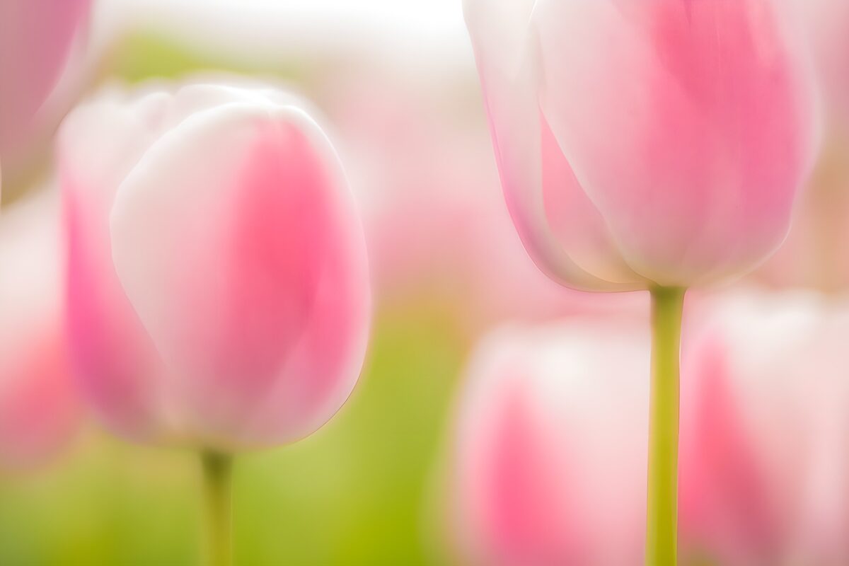 Lyserøde tulipaner i blødt lys