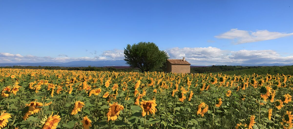Solsikkemark under sommerblå himmel